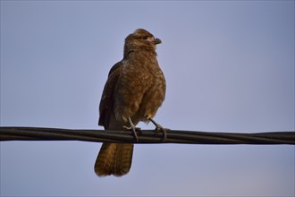 Chimango caracara (Daptrius chimango, also Milvago chimango), Buenos Aires, Argentina, South