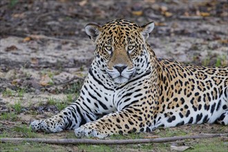 Jaguar (Panthera onca) Pantanal Brazil