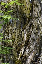 Bark, bark of the linden tree (Tilia), Allgaeu, Bavaria, Germany, Europe