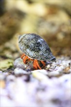 Close-up of a crawfish in an aquarium