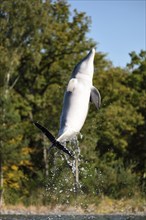 Common bottlenose dolphin (Tursiops truncatus) swimming in the water, captive