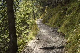 Landscape of a little trail going goning through the forest near lake (Plansee) in autumn in Tirol