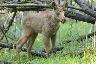 Close-up of a Eurasian elk (Alces alces) youngster in a forest in early summer, Bavarian Forest