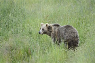 Close-up of a brown bear (Ursus arctos) standing in a meadow in spring, Germany, Europe
