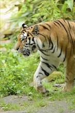 Close-up of a Siberian tiger (Panthera tigris altaica) in a forest, captive