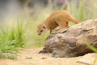 Close-up of a Yellow Mongoose (Cynictis penicillata) youngster standing on a tree-trunk in spring
