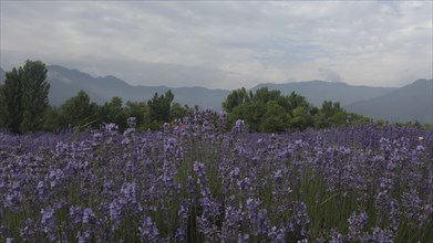 A vast field of blooming lavender with mountains and trees in the background under a cloudy sky