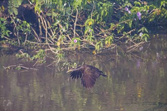 Limpkin (Aramus guarauna) Pantanal Brazil