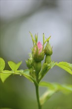 Close-up of a dog rose (Rosa canina) blossom bud in a hedge in spring