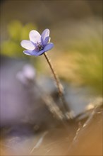 Close-up of a Common Hepatica (Anemone hepatica) blossom in a forest on a sunny evening in spring
