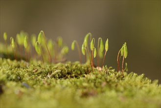 Close-up of Moss with spore capsules (Byrum) on a stonewall in spring
