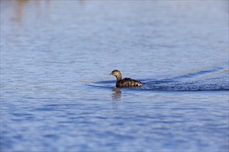 Black-headed Grebe Chybaptus dominicus) Pantanal Brazil