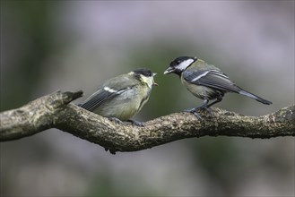 Great tits (Parus major), feeding young birds, Emsland, Lower Saxony, Germany, Europe