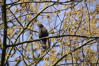 Blackbird, May, Saxony, Germany, Europe