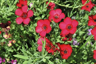 Group of bright red flowers with green foliage in a garden, sharp photo of detailed flowers, flower