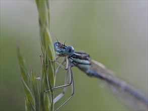 Dragonfly, Common blue damselfly (Enallagma cyathigerum), close-up with focus stacking, at Sulmsee,