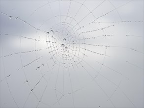 Spider's web with dewdrops, near Leibnitz, Styria, Austria, Europe