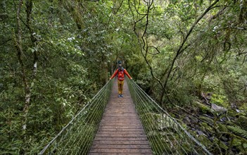 Young man on suspension bridge in dense forest, Graskop Gorge or Graskopkloof, Graskop, Mpumalanga,