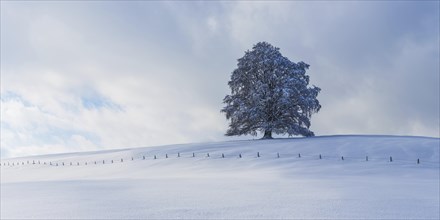 European beech, Fagus sylvatica, in winter, solitary tree near Rieden am Forggensee, Ostallgaeu,