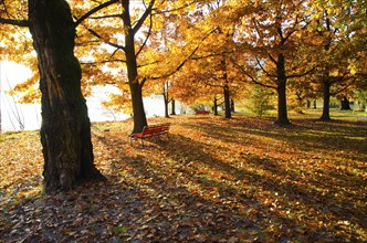 Beautiful Autumn Trees and Bench on the Waterfront to Lake Maggiore with Sunlight in a Sunny Day in