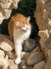 Red and white cat between rocks in natural surroundings, Tunis in Africa with ruins from Roman