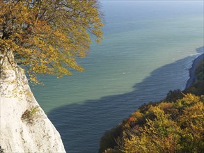 Cliffs with autumn coloured foliage and blue sea flowing along the coast, chalk cliffs on the blue