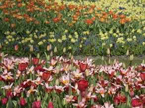 Colourful spring flower-bed in a garden with red, yellow and orange flower beds in full bloom, many