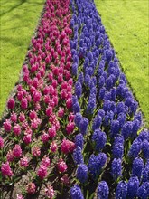 A symmetrical flower bed of pink and blue hyacinths, framed by a green meadow, many colourful,