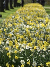 A long path lined with blooming yellow daffodils in spring, many colourful, blooming tulips in