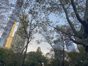 Trees in central park at dusk with skyscrapers visible through the foliage, the skyline of new york