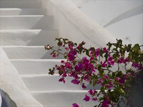 White stairs adorned with pink bougainvillea flowers, The volcanic island of Santorini with blue