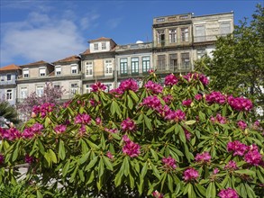 Flowering shrubs in front of historic townhouses on a sunny day, historic buildings and monuments