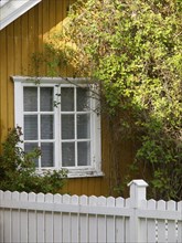Yellow house with white windows and climbing plants surrounded by a white fence, colourful wooden