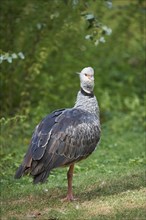 Close-up of a southern screamer (Chauna torquata) in late summer