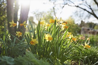 Close-up of daffodil (Narcissus) blossoms in spring