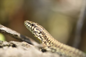 Close-up of a common wall lizard (Podarcis muralis) in autumn, Italy, Europe