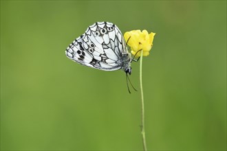 Close-up of a Marbled White (Melanargia galathea) in early summer