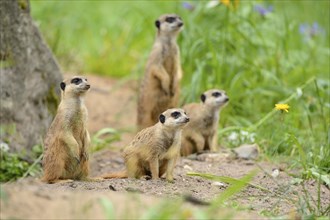 Close-up of a group of meerkat or suricate (Suricata suricatta) in spring