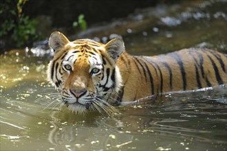 Close-up of a Siberian tiger (Panthera tigris altaica) swimming in a lake, captive