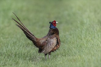 Hunting pheasant (Phasianus colchicus), calling, Emsland, Lower Saxony, Germany, Europe