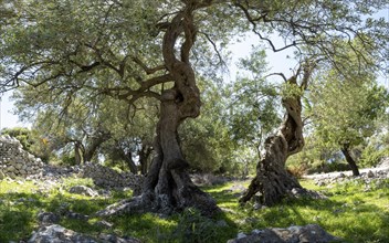 Old olive trees near Lun, island of Pag, Zadar, Dalmatia, Croatia, Europe