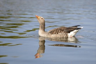 Close-up of a Greylag Goose (Anser anser) swimming in the water in spring