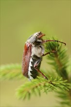 Close-up of a common cockchafer (Melolontha melolontha) in a forest in spring