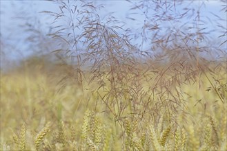 Cereal field, unseeded wheat (Triticum aestivum) interspersed with true grass (Poaceae), blue sky,