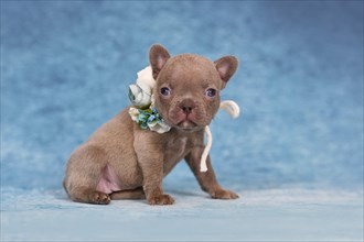Four weeks purebred young Lilac Brindle French Bulldog puppy with healthy long nose and tail
