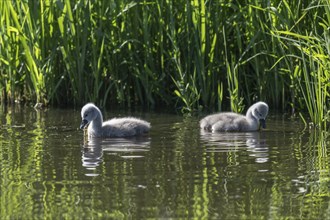 Young mute swan (Cygnus olor), Lower Saxony, Germany, Europe