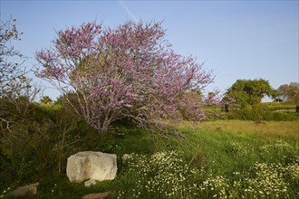 Blossoming tree on a green meadow, accompanied by flowers and a large stone in spring,