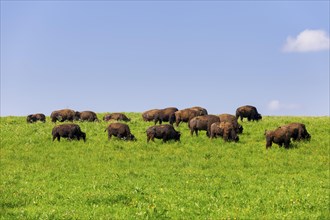Herd of bison on a spring meadow, near Pfullendorf, Swabian Alb, Baden-Wuerttemberg, Germany,