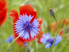 Cornflower (Centaurea cyanus), near Heimschuh, Styria, Austria, Europe