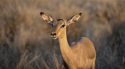 Impala (Aepyceros melampus) in the evening light, female, animal portrait, Black Heeler Antelopes,